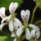 Pelargonium odoratissimum - Sweet-Scented Pelargonium - Peppermint Pelargonium - Apple-Rose-Scented 