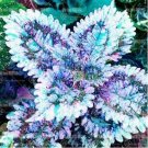 100PCS Coleus Flower Bonsai Plectranthus scutellarioides Perennial Indoor Colorful Leaf HerbItem NO.