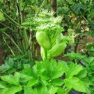 Ashitaba Standard Angelica Keiskei Koidzumi Certified Organic Medical Herb Seed 5 Seeds Easy to Seas