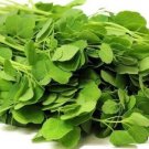 PAPALO SEED (Porophyllum ruderale) Papaloquelite,Bolivian Coriander.Organic Herb(50 Seeds)Item NO.: PAPALO SEED (Porophyllum ruderale) Papaloquelite,Bolivian Coriander.Organic Herb(50 Seeds)Item NO.: