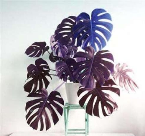 Palm Turtle Leaves Monstera Seed Outdoor Potted Plant, Blue and Purple LeavesItem NO.: CO-1673