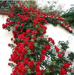 100PCS Dark Red Climbing Rose Seeds Big FlowersItem NO.: SH11650C
