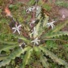 Chlorogalum pomeridianum | Wavyleaf Soap Plant | Amole Lily | 10 Seeds, FreshItem NO.: SH11655C Chlorogalum pomeridianum | Wavyleaf Soap Plant | Amole Lily | 10 Seeds, FreshItem NO.: SH11655C