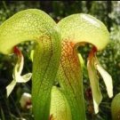 Carnivorous Cobra Lily Darlingtonia Californica Flower (10 Seeds) can Grow in Trays or potsItem NO.: