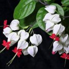 20pcs Rare Clerodendrum thomsoniae Balf Seeds for Garden Flower BonsaiItem NO.: SH11663C