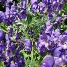 Herb Seeds - Monkshood - 100 SeedsItem NO.: SH11667C
