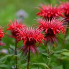 25 Seeds Red Bee Balm Monarda Flower Seeds Non-Hybrid, Open-Pollinated, Suited for Canadian ClimateI