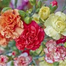 Carnation Szabo Variety Mix Clove Pink SeedsItem NO.: CO-1675