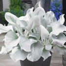 100pcs Angel Wings Plant SeedsItem NO.: SH11682C