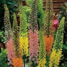 100 Foxtail Lily Flower SeedsItem NO.: SH11687C
