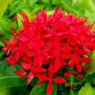 10 Ixora Red Flower SeedsItem NO.: SH11691C