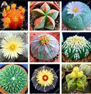 100PCS Lithops Seeds MixedItem NO.: SH11694C