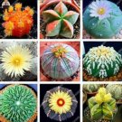 100PCS Lithops Seeds MixedItem NO.: SH11694C