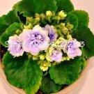 50 Pcs Purple Small Colorful Rare African Flower Garden Perennial Herb Indoor Plants SeedsItem NO.: 