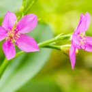 100 Seeds Fame Flower Jewels of Opar Talinum Paniculatum Portulaca Patens Fameflower Vegetable Leaf 