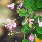 50 Seeds Bush Clover Lespedeza Bicolor Bushclover Shrub Pink Purple Flower Legume Lulu Certified Can 50 Seeds Bush Clover Lespedeza Bicolor Bushclover Shrub Pink Purple Flower Legume Lulu Certified Can