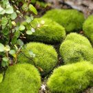 100 Pcs/Bag Moss Bonsai Moss Ball Sagina Subulata Bonsai Seeds Grass Bonsai Garden DIY Home Garden D