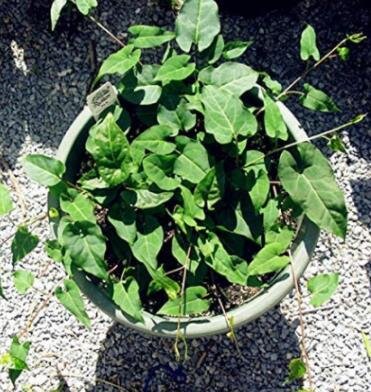 Fallopia Multiflora Bonsai, He Shou Wu, Approx 10 Bonsai/Pack, Chinese Herbs Polygonum Multiflorum E