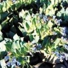 20 Mertensia Maritima Plant SeedsItem NO.: SH11739C