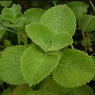 60pcs Cuban Oregano Seeds,Aka (Broad Leaf Thyme) Vegetable SeedsItem NO.: SH11740C