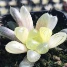 Lot of 50 semillas de boulangerie Haworthia Cooperi – Bonsaï Succulent Seeds (Yu-lu) 25Item NO.: 