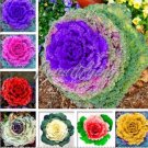 Mixed Brassica Oleracea Heirloom Mixed Ornamental Kale 200 Pcs Flowering Cabbage Non-GMO White Red P