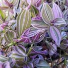 20PCS Wandering Jew Lilac Flower SeedsItem NO.: SH11754C