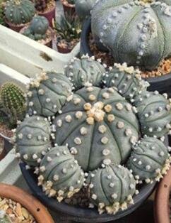 100Pcs/Bag Mixed Astrophytum Cactus Flowers Succulent Plants Bonsai Plants For Home Garden PotItem N