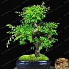 Chinese Elm Bonsai Tree Bonsai New Fresh Woody Perennial Outdoor Garden Bonsai Mini Ulmus Pumila Bon