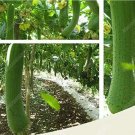 Loofah Luffa Delicious Organic 40 SeedsItem NO.: CO-1692
