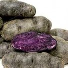100 Russian Banana Fingerling Potato Bonsa Organic Seed Vegetables Fruit Sweet Healthy Kitchen Cooki