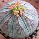 200pcs/lot  Astrophytum Cactus Flores Succulents Seed Bonsai Seedas DIY HomeItem NO.: SH11866C