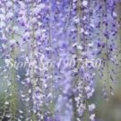 Seed 20 Pcs Seed Climbing Wisteria Flower Courtyard Garden Flowers Japanese Wisteria Fresh Viable Se
