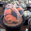 100 Pcs Exotic Japanese Bonsai Cactus Succulents Succulents Flower Indoor Plants Perennial Plants Fl