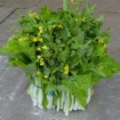 100 PCS Brassica Compestris Seed Red Cabbage Seed Purple Oilseed Head Organic Delicious Garden Balco