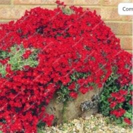 300PCS Red Creeping Thyme Bonsai Rare Color CreSS Rock Plant Seeds Perennial Ground CoverItem NO.: S