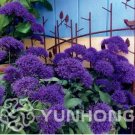 50pcs Rare Trachelium Caeruleum Seed Flower ,Mix Colours, Heirloom Perennial Flower Seed, Plant for 