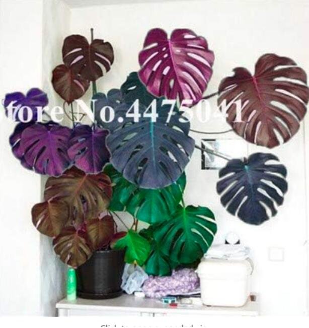 Rare Palm Turtle Leaves Monstera Seeds, Mixed ColorfulItem NO.: CO-1694