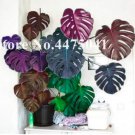 Rare Palm Turtle Leaves Monstera Seeds, Mixed ColorfulItem NO.: CO-1694