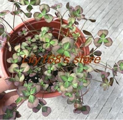 Love Bonsai Four Leaf Clover Family Indoor Vase Garden Flower Seeds 100pcsItem NO.: SH11884C