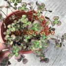 Love Bonsai Four Leaf Clover Family Indoor Vase Garden Flower Seeds 100pcsItem NO.: SH11884C