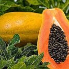 Papaya Seeds Rare Yellow Natural Tropical Dwarf Waimanalo Fruit 4000 Seeds Easy to Seasons, Meaningf