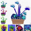 Seed 100 Pcs/Bag Rare Flycatcher Potted Mixed Insectivorous Seed Plant Dionaea Muscipula Giant Clip 