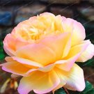 Chinese Peony Flower Seeds, Yellowish Orange Double Flowers with Pink EdgeItem NO.: CO-1690