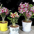 100% Authentic Adenium Obesum Bonsai Exotic Desert Rose Flowers Balcony Desert Rose Bonsai Multicolo