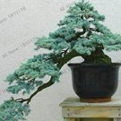 Genuine!Cedrus deodara Garden Cedrus Deodara Conifer Indoor Plant Bonsai Tree Flores Light Blue Deod