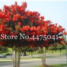 100 Pcs Crape Myrtle -Shrub Lagerstroemia Perennial Flower Seed, Can Grow Big Tree Plant Courtyard M 100 Pcs Crape Myrtle -Shrub Lagerstroemia Perennial Flower Seed, Can Grow Big Tree Plant Courtyard M