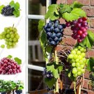 200pcs/bag Grape Bonsai Miniature Grape Vine Bonsai Organic Fruit Tree Succulent Seed Sweet Food Eas