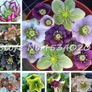 100 Pcs Japanese Hellebore (Christmas Rose) Helleborus Niger Seed Flower Plant Home Garden Novelty P