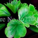 Sales! 100 pcs/Bag Cheap Clivia Bonsai Indoor Flower Plants for Balcony Potted Perennial Flore Indoo